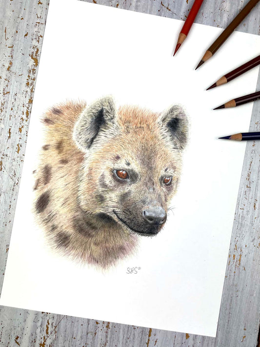 Spotted Hyena Original Colored Pencil Drawing
