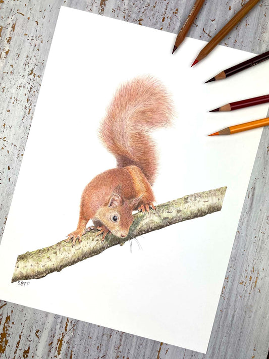 Red Squirrel Original Colored Pencil Drawing